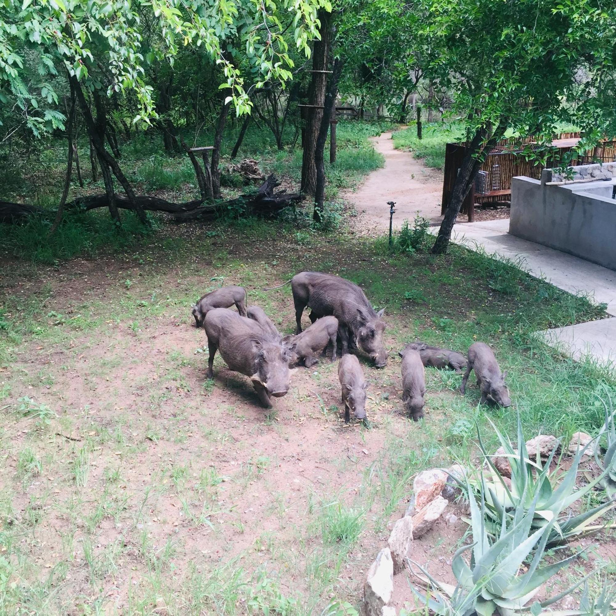 Dream Of Africa Bush Lodge Marloth Park Zewnętrze zdjęcie